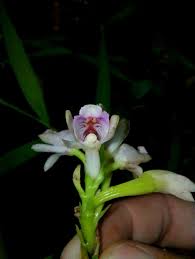 Image result for Eulophia seleensis