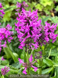 Image result for Stachys