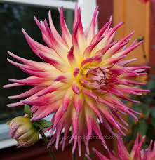 Cactus Dahlia Electric Flash Dahlia Flowers My Flower
