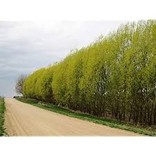 These austree willow trees are bred specifically to be one of the fastest growing trees in the world and are very easy to grow and maintain. Buy 20 Thin Hybrid Willow Tree Cuttings Pencil Size Or Smaller Grow 20 Trees Online In Poland B08q6nx3fs