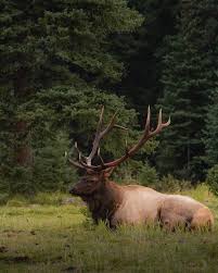 The elk in jasper are absolutely amazing! They were everywhere and all of  them were huge! Also photoshop is getting scary good the last elk it took  me 30 seconds to remove