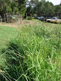 Image result for Setaria sphacelata