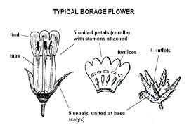 Image result for Boraginaceae