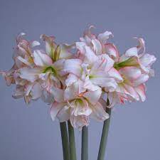 Amaryllis Harlequin Amaryllis White Flower Farm Amaryllis Bulbs