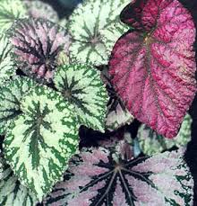 Image result for Begoniaceae