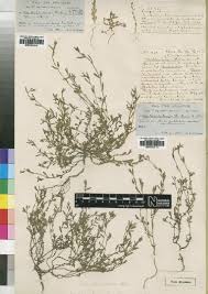 Image result for Gunillaea