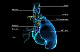 Image result for Thymus