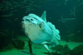 Er ist im prinzip ein riesiges aquatisches. Ein Tag Im Nordsoen Oceanarium Welovedenmark