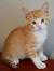 Domestic Shorthair Orange Tabby Kitten