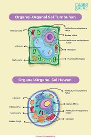 Namun, berbagai peran lainnya juga tidak kalah penting untuk membuat tubuh. Mengenal Macam Macam Organel Sel Beserta Fungsinya Biologi Kelas 11