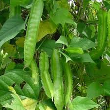 Image result for Psophocarpus grandiflorus