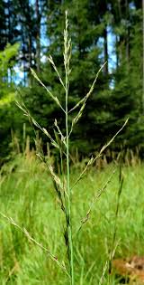 Image result for Glyceria