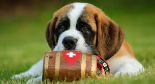 Maybe you would like to learn more about one of these? Mini St Bernard A Pocket Sized Version Of Your Top Dog