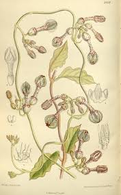 Image result for Ceropegia crassifolia