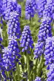 Produce fiori a spiga di colore lilla, bianco o blu. Bulbi Muscari Come Curarli E Conservarli Con Successo