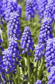 Fiore viola a grappolo / informazione: Bulbi Muscari Come Curarli E Conservarli Con Successo