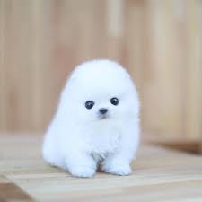 Pomeranian White Small Yasserchemicals Com
