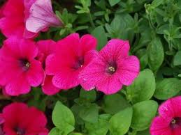 Image result for foto petúnie