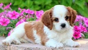 Cavalier King Charles Spaniel Puppies For Sale Puppy Adoption Keystone Puppies King Charles Cavalier Spaniel Puppy Cavalier King Charles Dog Spaniel Puppies