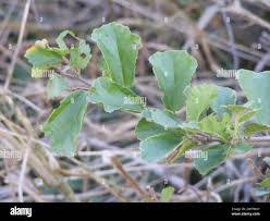 Image result for Grewia sulcata
