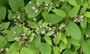 Mix together 1 tablespoon (15 ml) of aloe vera gel, 2 capsules of vitamin e, and 1 tablespoon (15 ml) of the gel from paederia tomentosa leaves. How To Remove A Permanent Tattoo The Good Look Book