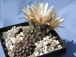 Image result for Tinnea eriocalyx