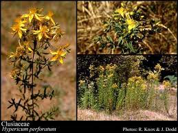 Image result for Clusiaceae