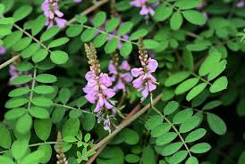 Image result for Indigofera dendroides