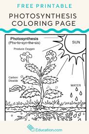 Introduce The Concept Of Photosynthesis To Your Young Scientist With This Free Coloring Page Photosynthesis Photosynthesis Worksheet Photosynthesis Activities