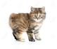 American Bobtail Kittens for Sale & Cats for Adoption ...