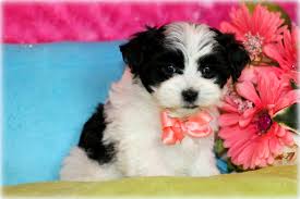 When you look for puppies for sale louisiana with uptown, we'll find the perfect dog that meets all your needs and matches your budget too. Yorkie Poo Puppies For Sale In Louisiana Princess Puppies