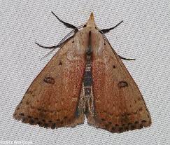 Scolecocampa Liburna Dead Wood Borer Moth Moth Bird Pictures Little Critter