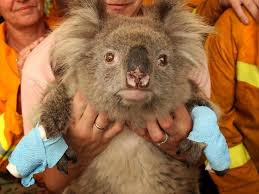Check spelling or type a new query. Sam The Koala Black Saturday Rescuer S Life Was Turned Upside Down After Saving Injured Animal Herald Sun