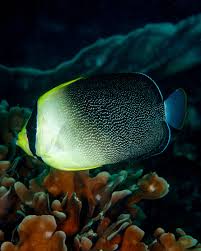 Image result for Afrosolen coeruleus