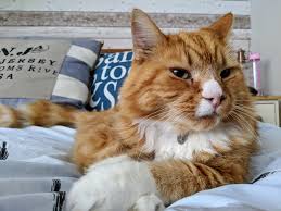 Here are some of the best orange cat name to depict your ginger kitty's fiery fur. Best Orange Cat Names For Your Sweet Feline