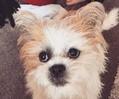Dog breeds are equivalent to races in humans, except that in dogs, they have been selected for according to human whims or needs, as opposed to environmental factors. 29 Dogs Mixed With French Bulldogs Petpress