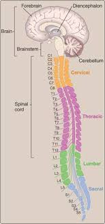 Nerves that carry information from sensory receptors to the central nervous system only are called afferent nerves. Central Nervous System Lippincott Illustrated Reviews Physiology Lippincott Illustrated Reviews Series