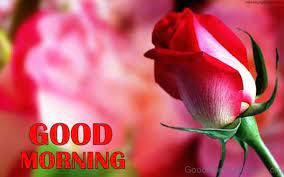 Flower good morning wishes images wallpaper hd download. Rose Flower Wallpaper Hd Good Morning