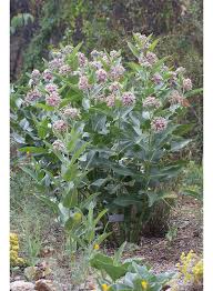 Image result for Asclepias schumanniana