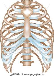 12 pairs of ribs • 7 true ribs • 5 false ribs (including 2 floating ribs) •. Vector Clipart Thorax Ribs Sternum Vertebra Vector Illustration Gg64761411 Gograph