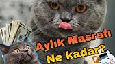 Annem Evde Kedi Istemiyor Kedi Bakimi Zor Mu Youtube