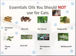 In this video, we explain. Doterra Essential Oils For Cats And Dogs Best Pet Supplies