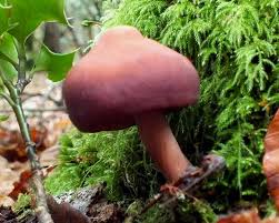 Image result for Gymnosporia pubescens
