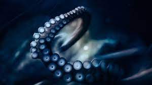 Blue Tentacles Wallpaper Octopus Photography Octopus Tattoo Design Octopus Tattoo