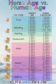 Average Lifespan Of Horses And Ponies With Chart Helpful Horse Hints