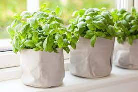 Outdoor pots should have good sized drainage holes to allow for easy draining. Growing Your Own Basil Plant A Guide For Beginners