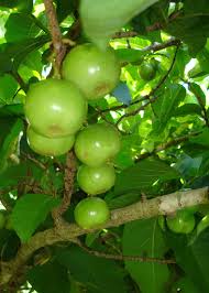 Image result for Vangueria