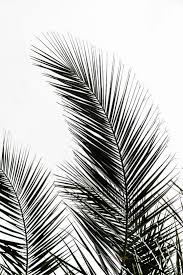 Framed Black And White Art Prints Impression D Art De Feuilles De Palmier Par Maboe In 2020 Palm Leaf Art Leaf Art Framed Art Prints