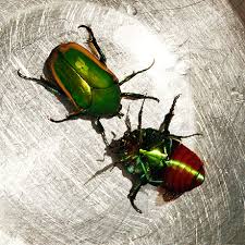 Résultat de recherche d'images pour "metallic green fig beetle"
