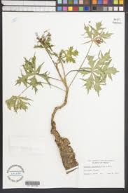 Image result for Jatropha erythropoda